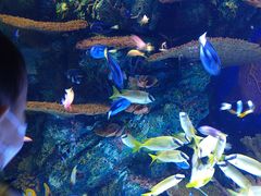 -上海海洋水族馆