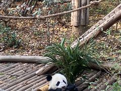 -都江堰中华大熊猫苑