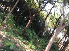 -新江湾城公园