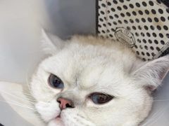 -佑安动物医院·全科·内窥镜中心(幸福巷店)