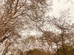 -武汉大学-樱园