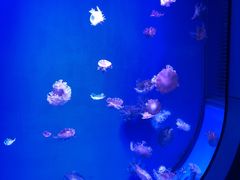 -福州罗源湾海洋世界旅游区