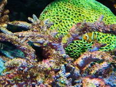 -暹罗海洋世界