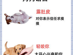 -萌宠之家·腊肠犬·马尔泰·小体犬舍