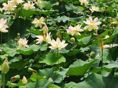 -莲花池公园