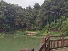 -铁山坪森林公园