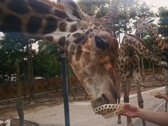 -清迈夜间动物园