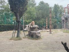 -上海野生动物园老虎餐厅