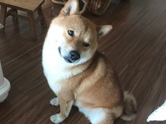 -芭比堂动物医院·犬猫全科·异宠专科(雁塔分院)
