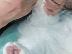 -珠海悠米米努特矮脚猫舍