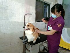 -暖阳宠物医院·犬猫康复中心·骨科