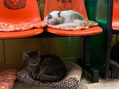 -猫咪博物馆(顶澳仔猫街店)