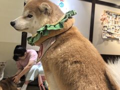 -逗柴咖啡屋·狗咖猫咖宠物桌游