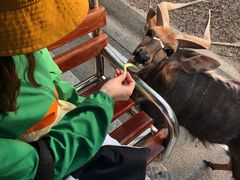 -清迈夜间动物园