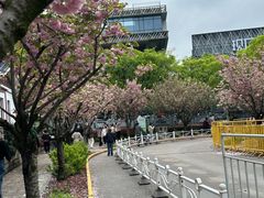 -嘉定紫藤园