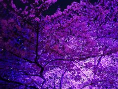 -西北湖绿化广场