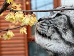 -东方名猫馆·英短金渐层布偶猫舍(环线广场1号楼店)