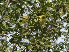 -合肥滨湖国家森林公园