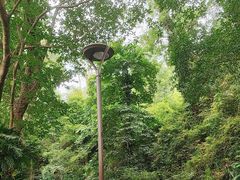 -深圳仙湖植物园