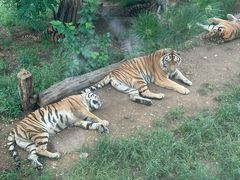 -大连森林动物园