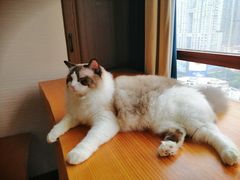 -蓝鲸·缅因猫舍