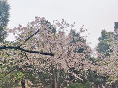 -武汉大学-樱园