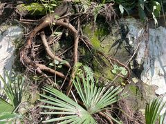 -南山植物园