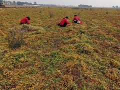 -解家河南菜(商鼎路店)