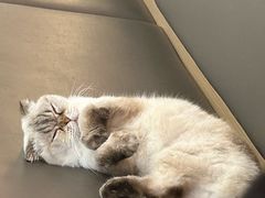 -喵园·猫主题咖啡厅·撸猫·猫咖(国贸店)