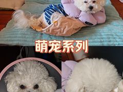 -申普宠物医院·心脏介入·心血管微创(总院)