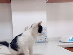 -美联众合动物医院·伴可分院·内科中心医院