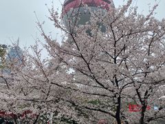 -东方明珠广播电视塔