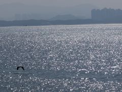 -深圳湾公园(南山区)