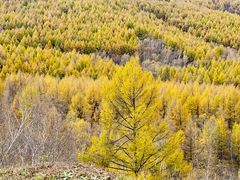 -塞罕坝国家级自然保护区