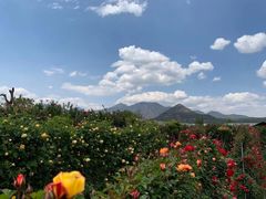 -丽江植物园