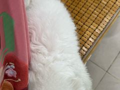 -佳雯宠物医院·皮肤科·内外科(春晓路分院)