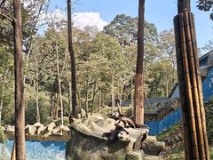 -中国大熊猫保护研究中心雅安碧峰峡基地