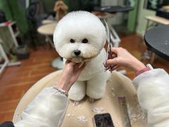 -鑫艺宠物美容培训学校