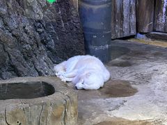 -芜湖新华联大白鲸海洋公园