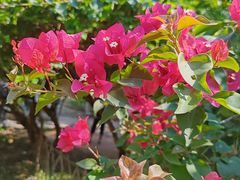 -西双版纳傣族园