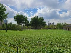 -长白岛森林公园