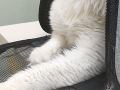 -中农大我爱我爱动物医院·核磁CT·猫病·24小时夜诊中心(石佛营店)