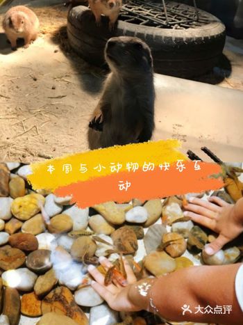 来动物世界和小动物亲密互动吧～