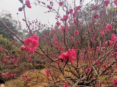 -南国桃园旅游度假区