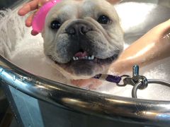 -PETKIT小佩宠物·低压洗护(国顺东路店)