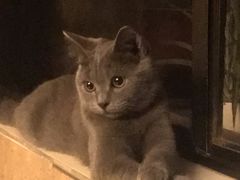 -瑞鹏宠物医院·夜间急症·心超·猫科(祖庙分店)