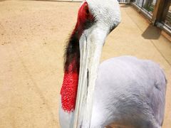 -盐城丹顶鹤湿地生态旅游区