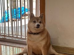 -是阿柴呀！柴犬咖啡·爱喵喵猫咖