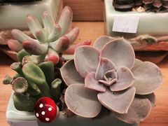 妃比花艺-妃比花艺(光启城时尚购物中心店)