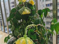 -湘悦茗宴(创维店)